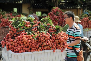 Trung Quốc gom mua 3/4 lượng rau quả Việt Nam