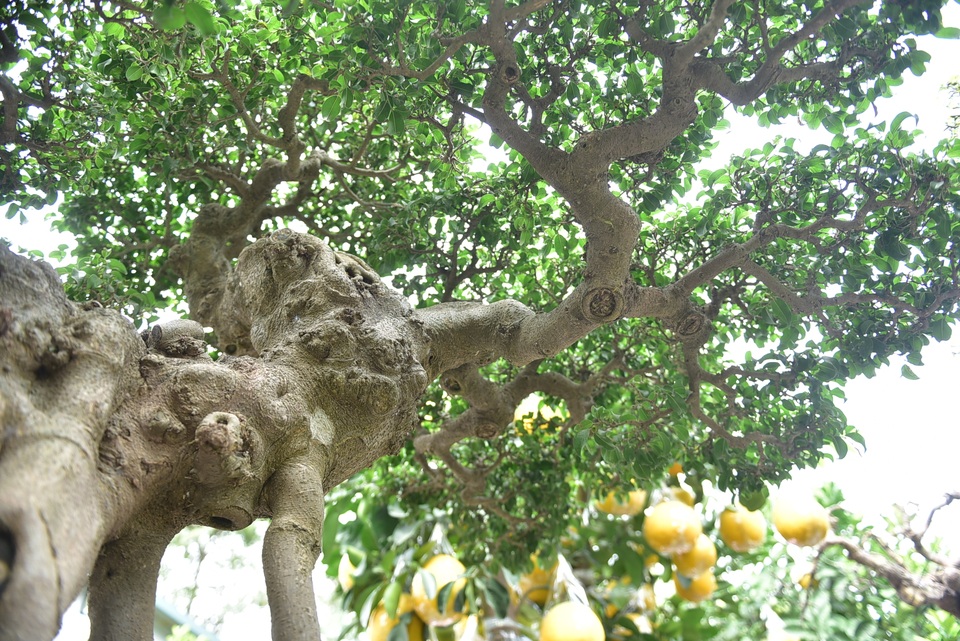 Hoa mắt trước khu vườn triệu đô của ông vua cây cảnh - 4 Hoa mắt trước khu vườn triệu đô của ông vua cây cảnh - 4