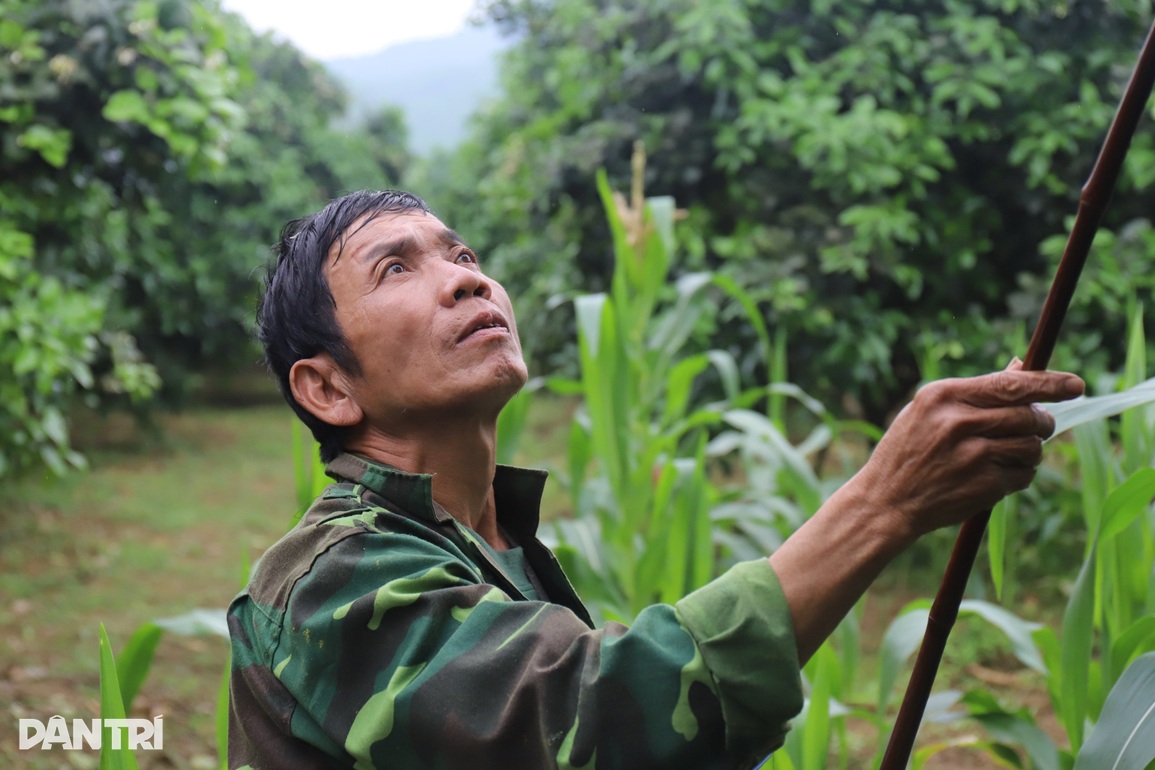 Bí quyết se duyên cho cây đặc sản để tăng năng suất gấp 3 lần - 7 Bí quyết se duyên cho cây đặc sản để tăng năng suất gấp 3 lần - 7