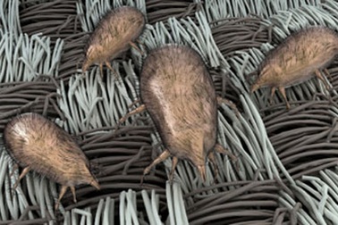 Tác nhân gây dị ứng trong nhà mùa đông: Tìm thủ phạm, diệt nguy cơ