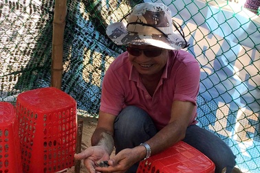 Ấp nở thành công 66 cá thể rùa biển được chuyển vị từ Côn Đảo