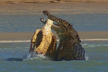 Kinh hãi “sát thủ đầm lầy” hạ gục rùa biển trong chớp mắt