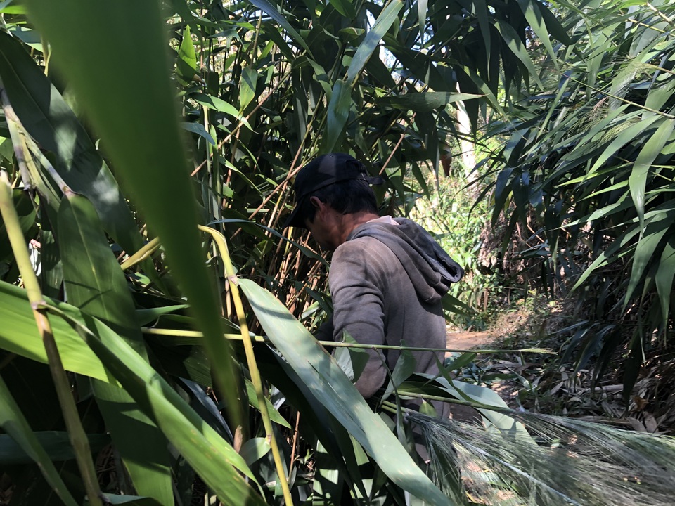 Người dân băng rừng đi hái lộc trời những ngày đầu năm - 4 Người dân băng rừng đi hái lộc trời những ngày đầu năm - 4