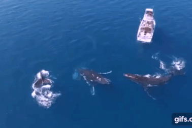 Chiêm ngưỡng màn trình diễn để đời của ba chú cá voi lưng gù