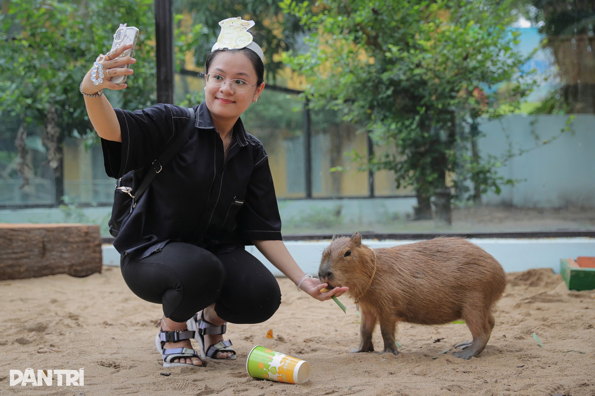 Giới trẻ thích thú khi được vuốt ve chú chuột lang nước cabybara - 5 Giới trẻ thích thú khi được vuốt ve chú chuột lang nước cabybara - 5