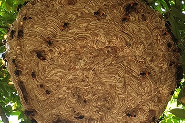 Cận cảnh tổ ong vò vẽ siêu lớn "ai hỏi cũng không bán"