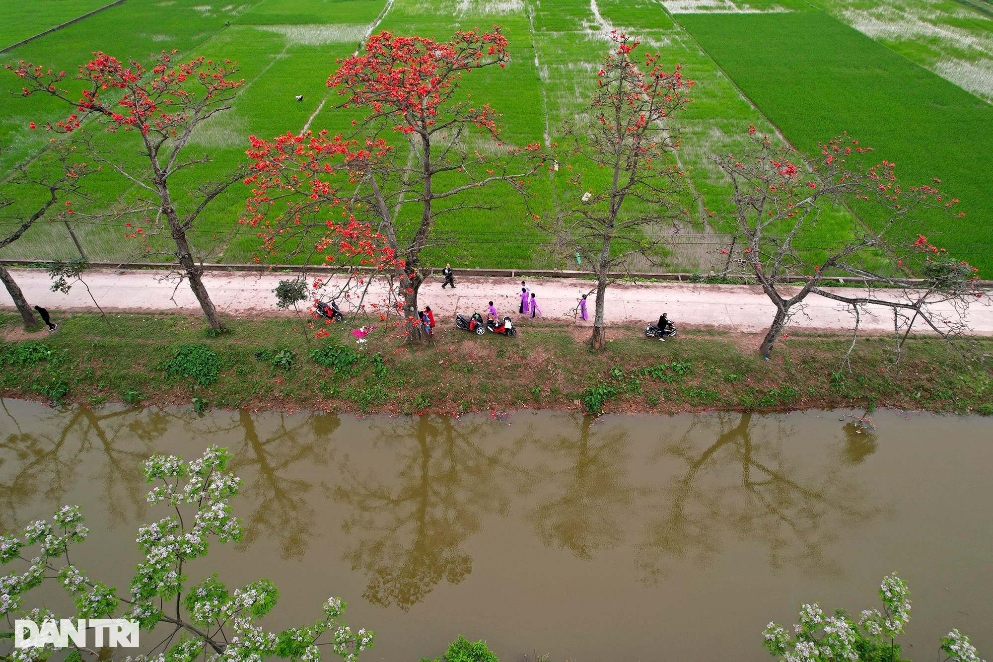 Đỏ rực từ nông thôn đến thành phố mùa hoa gạo tháng Ba ở Hà Nội - 7 Đỏ rực từ nông thôn đến thành phố mùa hoa gạo tháng Ba ở Hà Nội - 7
