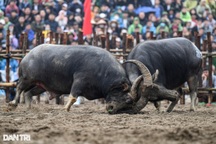 Chọi trâu Hải Lựu: Trâu vừa vô địch đã bị xẻ thịt bán 5 triệu đồng/kg