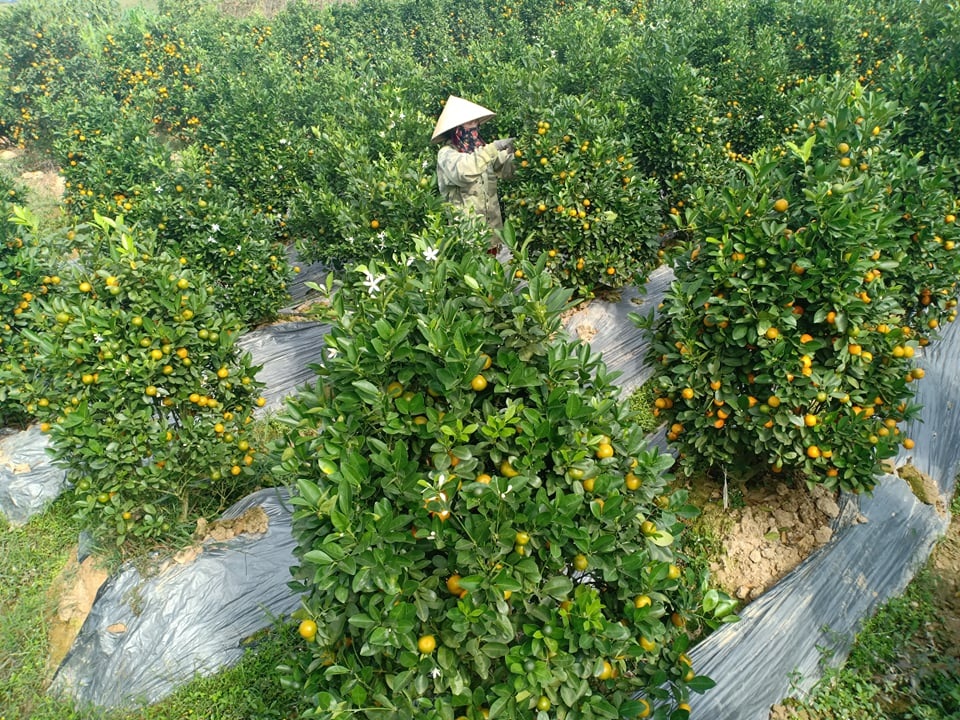 Vựa quất cảnh xứ Thanh cháy hàng trước Tết - 1 Vựa quất cảnh xứ Thanh cháy hàng trước Tết - 1