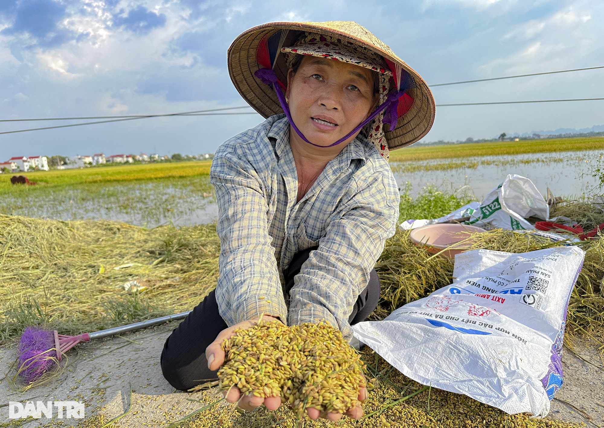 View - Đồng lúa chín ở huyện ngoại thành Hà Nội chìm nghỉm, nguy cơ mất trắng | Báo Dân trí