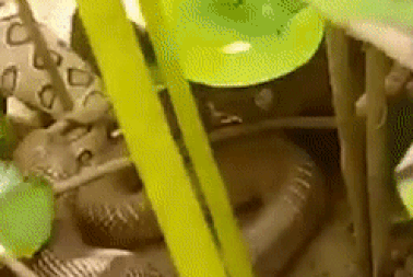 Thót tim cảnh rắn hổ mang Ấn Độ bạnh hàm hết cỡ nuốt chửng rắn lục