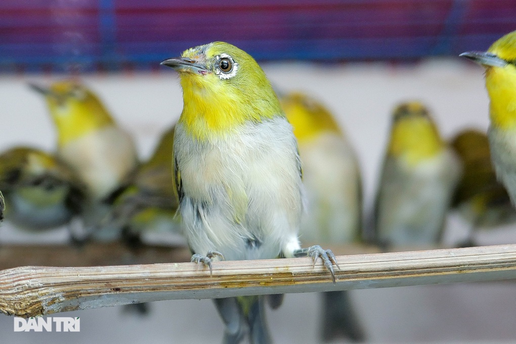 Tiểu thương Hà Nội hốt bạc bán hàng nghìn chim phóng sinh rằm tháng 7 - 6