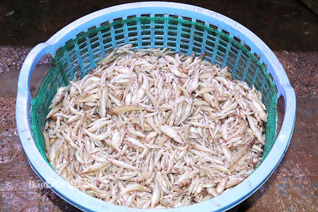 Dùng vỏ sò đuổi bắt loài cá đặc sản của lòng hồ Trị An - 4