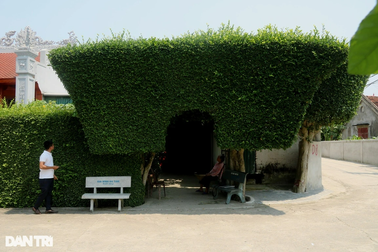 Độc đáo những cổng nhà tuyệt đẹp từ cây duối cổ thụ