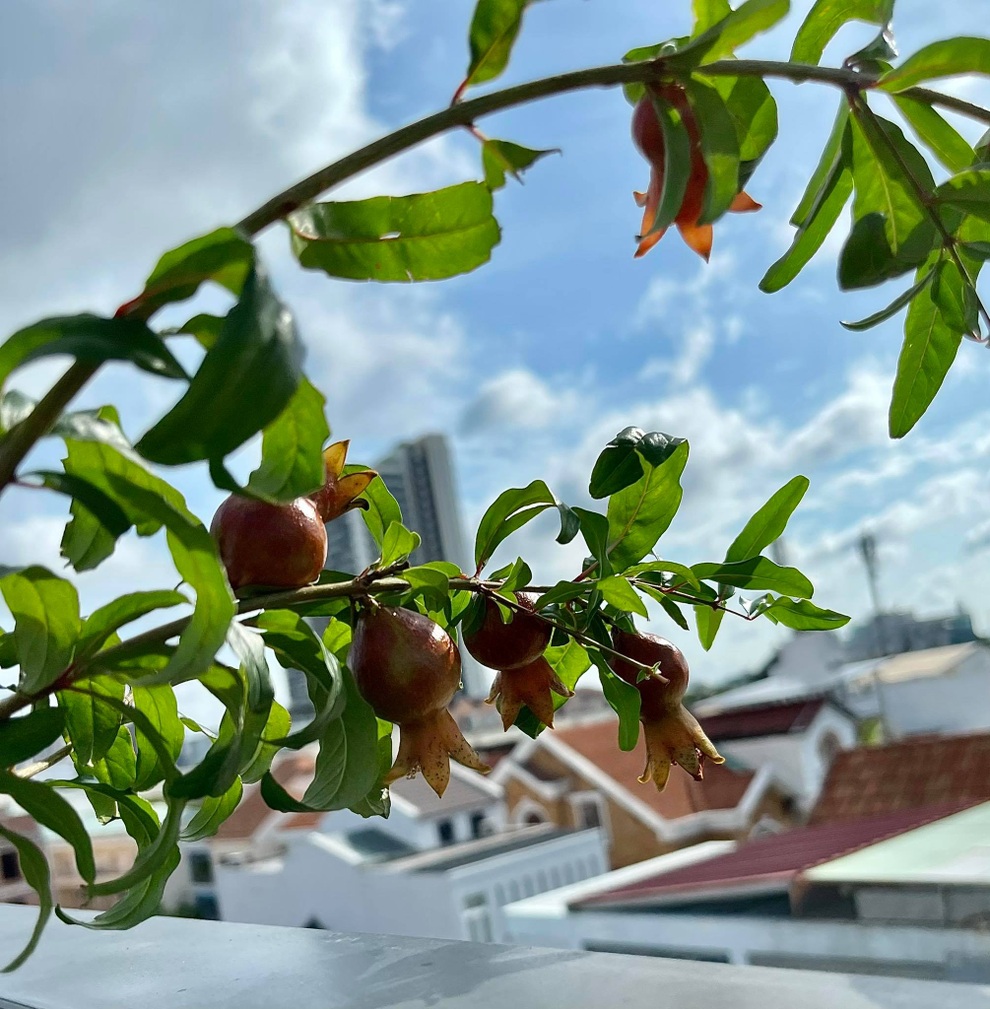 Ngắm vườn như rừng bách thảo trên sân thượng của nữ gia chủ ở Sài Gòn - 5