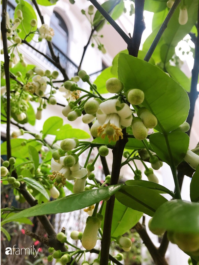 Khu vườn mang tên hạnh phúc của bà mẹ trẻ Hà Nội dành thời gian chăm chút vì muốn sống gần hơn với thiên nhiên - Ảnh 6. Khu vườn mang tên hạnh phúc của bà mẹ trẻ Hà Nội dành thời gian chăm chút vì muốn sống gần hơn với thiên nhiên - Ảnh 6.