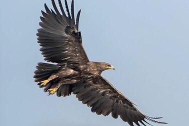 Đại bàng di cư tránh vùng xung đột Ukraine