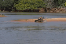 Thản nhiên nằm phơi nắng, cá sấu trả giá bằng mạng sống vì thiếu cảnh giác