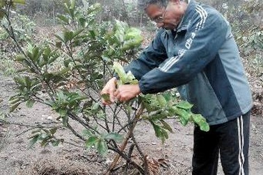 Người cựu chiến binh mang "án" ung thư, làm kinh tế giỏi