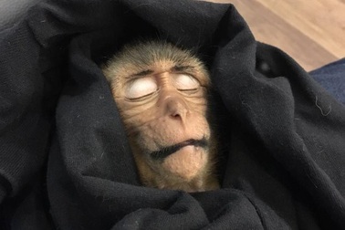 Khỉ con ngất lịm suốt nhiều giờ vì... uống café đặc