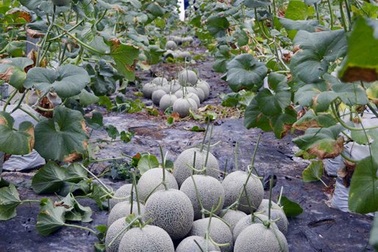 Thu bạc tỷ từ vườn dưa lưới công nghệ cao