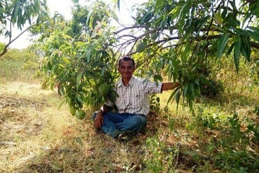 Ông kỹ sư về làng làm nông dân, tạo cây xoài "thần kỳ" có 51 giống quả