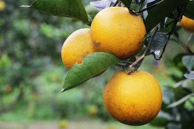 Xôn xao chuyện bưởi Đoan Hùng, cam Vinh ngon giá 2.000 - 5.000 đồng/kg