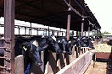 Để nông dân gắn bó với nghề nuôi bò sữa