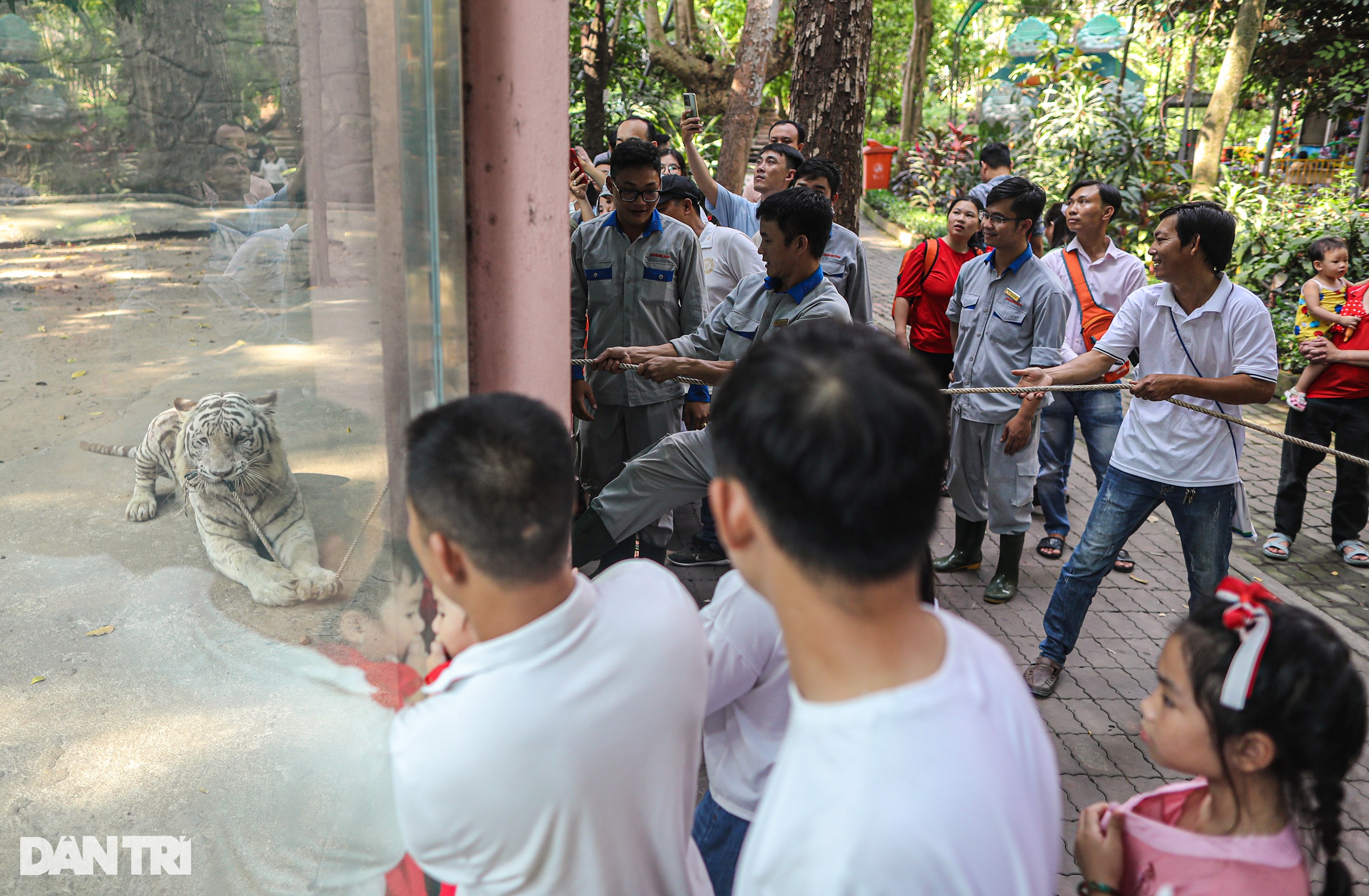 300kg white tiger tugs war with tourists in the Zoo on the first day of Tet - December 1