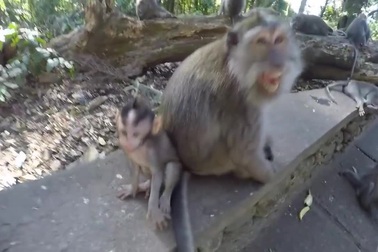 Khám phá rừng khỉ Ubud ở Bali, Indonesia