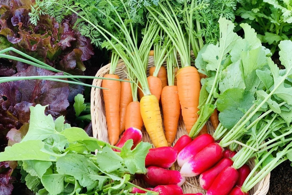 Mẹ đảm Sơn La chia sẻ bí quyết làm vườn sân thượng bội thu, đẹp như tranh - 11 Mẹ đảm Sơn La chia sẻ bí quyết làm vườn sân thượng bội thu, đẹp như tranh - 11