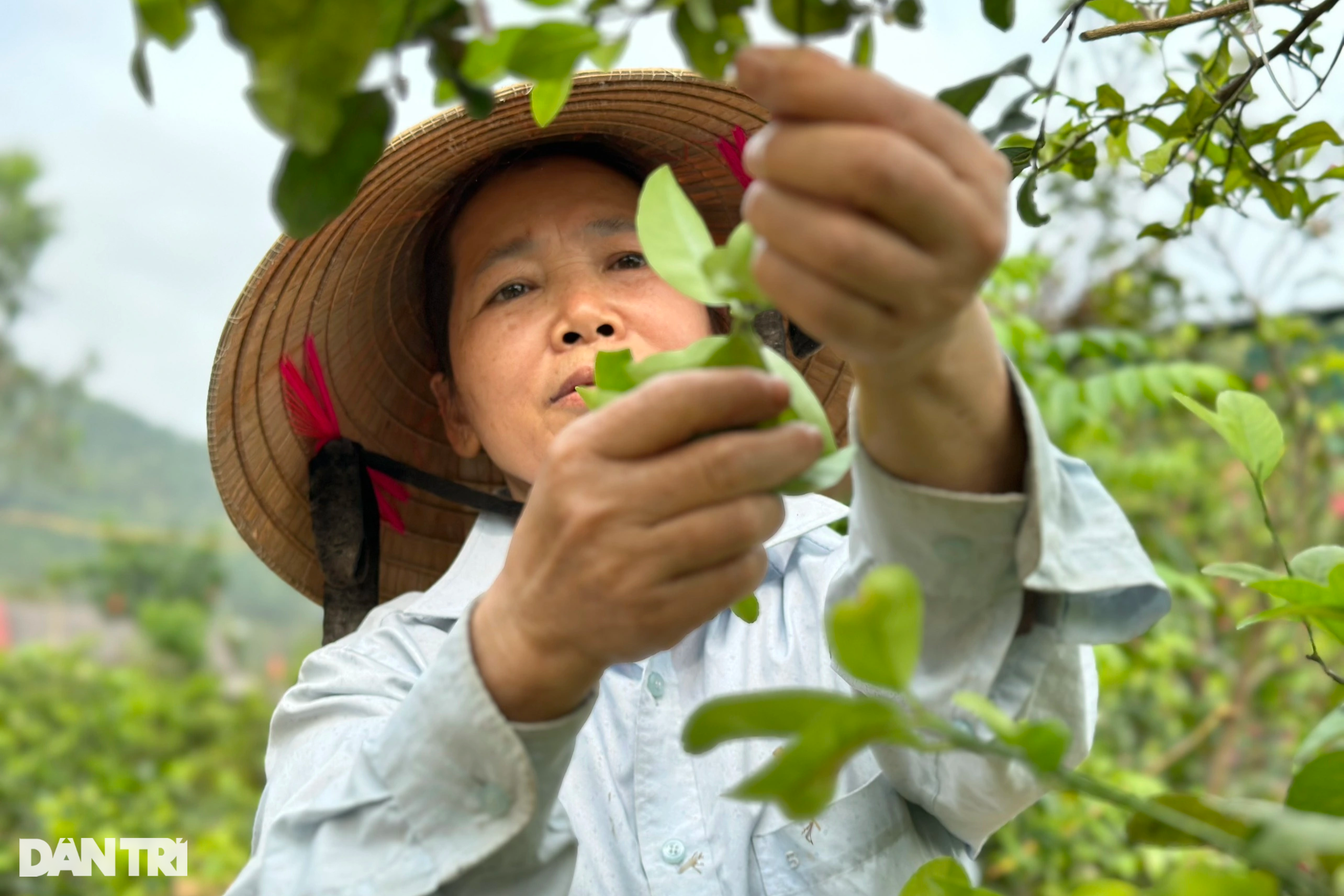 Việc nhẹ, mang lại thu nhập khá nhờ loại lá phổ biến ở vùng nông thôn