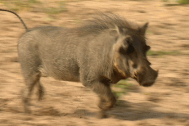 Nơi người dân lo sợ bầy lợn hoang mắn đẻ siêu khỏe tràn vào lãnh thổ