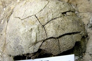 Phát hiện trứng khủng long hóa thạch có phôi bên trong