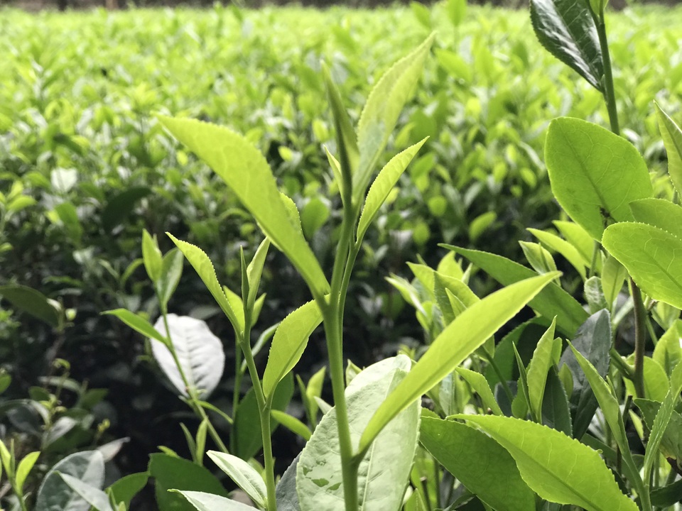 Cận Trung thu, giới nhà giàu Việt chi 5 triệu đồng mua 1 cân trà đinh - 1 Cận Trung thu, giới nhà giàu Việt chi 5 triệu đồng mua 1 cân trà đinh - 1