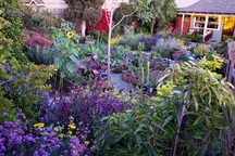 Cuộc sống bình yên "trồng rau, nuôi gà" đáng mơ ước của đôi vợ chồng trẻ