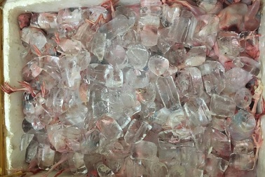 6 tạ chim cút bốc mùi suýt vào miệng thực khách Hà Nội