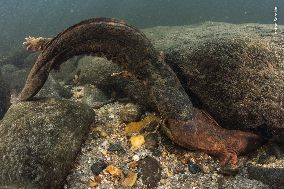 Những hình ảnh thiên nhiên hoang dã ấn tượng nhất năm 2024 - 9