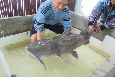 Tiệc cá tiến vua: Hàng thửa 200 triệu đại gia không tiếc tiền