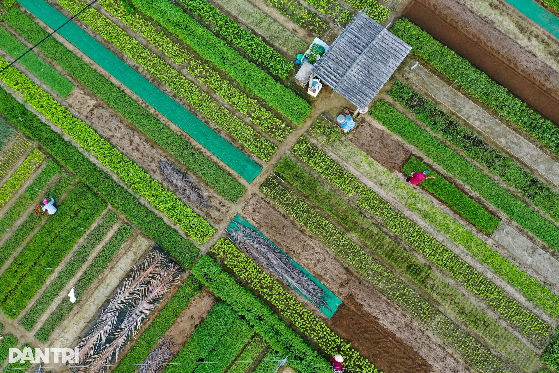 Trải nghiệm tại làng rau 400 năm tuổi vừa được công nhận di sản quốc gia - 9