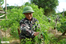 Một xã thu 50 tỷ đồng/năm từ cây đào