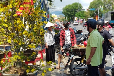 29 Tết: Mai vàng bung nở tung tóe, vừa bán vừa hạ giá "chạy" Tết
