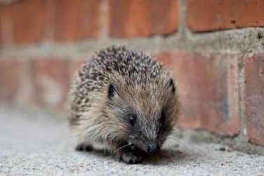 Hàng trăm người xin làm đại diện cho nhím