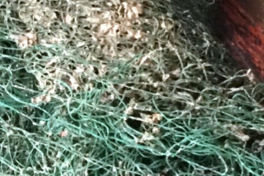 Hoang mang vì chất bùn “lạ” bám vào lưới ngư dân