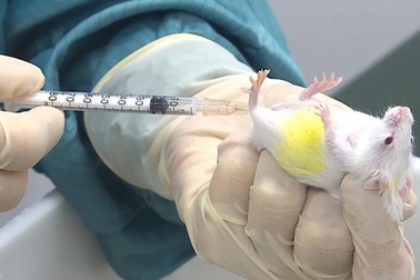 Việt Nam tiêm thử nghiệm đợt 2 vắc xin Covid-19 trên chuột