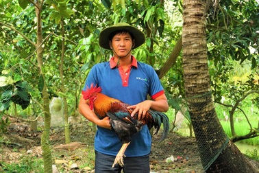 Bí thư xã đoàn "sống khỏe" nhờ nghề "tay trái" nuôi gà bằng thảo dược