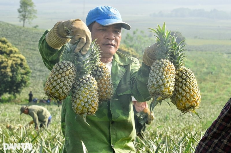 Rớt giá 30%, nông dân vẫn bỏ túi cả trăm triệu đồng từ cây dứa - 3 Rớt giá 30%, nông dân vẫn bỏ túi cả trăm triệu đồng từ cây dứa - 3