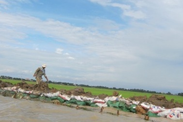 Vỡ đê, nước nhấn chìm 550 ha lúa