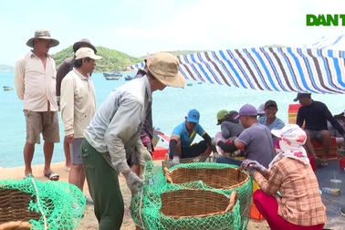 Giá tôm hùm "lao dốc" khiến người dân Phú Yên lao đao