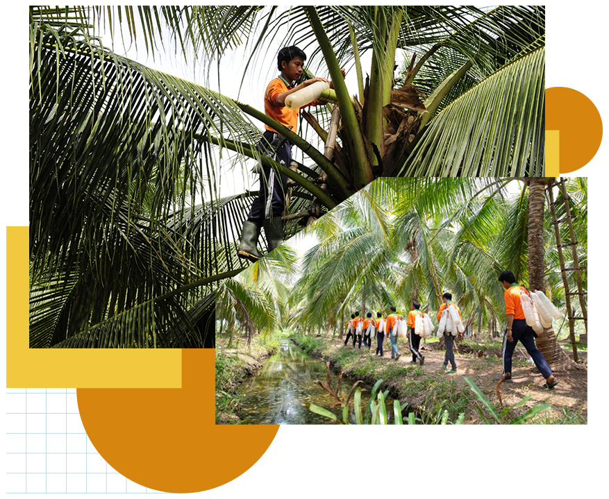 Bỏ lương nghìn đô, về quê mát xa hoa dừa, người phụ nữ thu tiền tỷ - 3 Bỏ lương nghìn đô, về quê mát xa hoa dừa, người phụ nữ thu tiền tỷ - 3